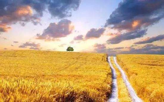 智能农业设备在麦田中工作