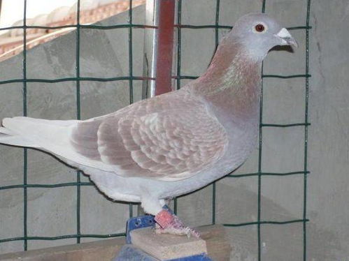 楼上养两百多只鸽子，楼下住户苦不堪言：一场邻里关系的“空中战争”