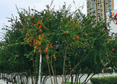 时政微观察丨石榴花开满枝头，民族团结的象征愈发鲜艳动人