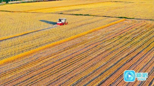 夏粮机收落幕，我眼中的这场“麦田战役”