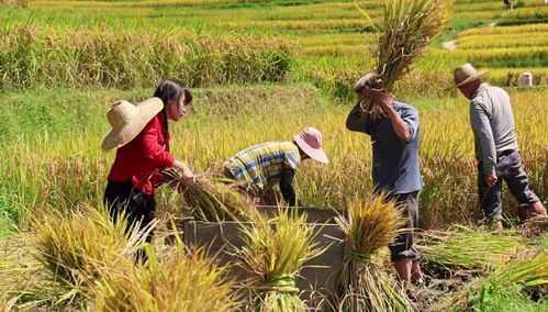 智慧气象如何改变我的三夏生活？科技让种地不再靠天吃饭