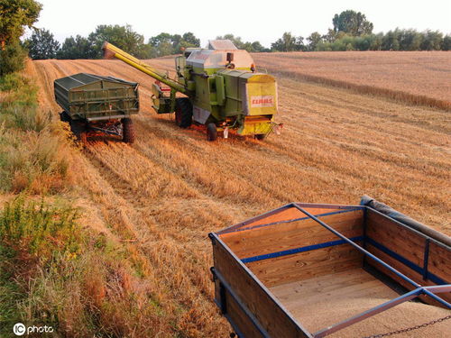 饭碗里的科技范儿：我的舌尖与智慧农业的奇妙邂逅