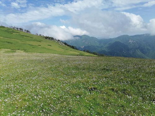 秦岭鹿角梁草甸风景