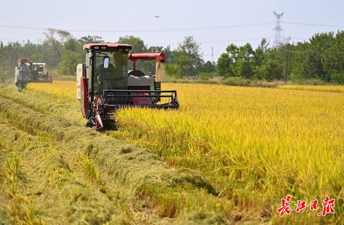 夏粮机收背后：科技如何让麦田不再靠天吃饭？