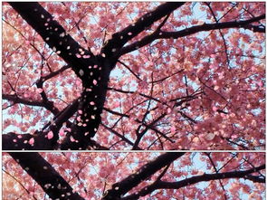 演唱会现场樱花雨特效