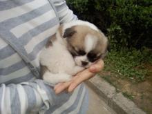 女子抱着狗的照片流泪