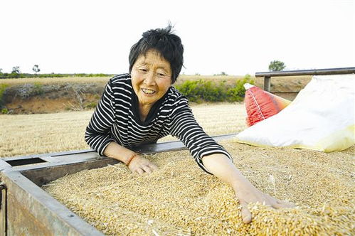 48岁郭品超回山东老家收麦子！从偶像剧男神到接地气庄稼汉，网友：这才是真男人