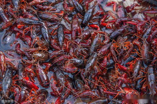 稻田里的小龙虾被烫熟？日本网友热议背后真相揭秘
