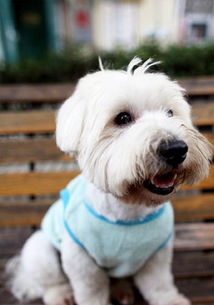 爱犬被毒死北京女子辞职追凶，核心问题在哪？