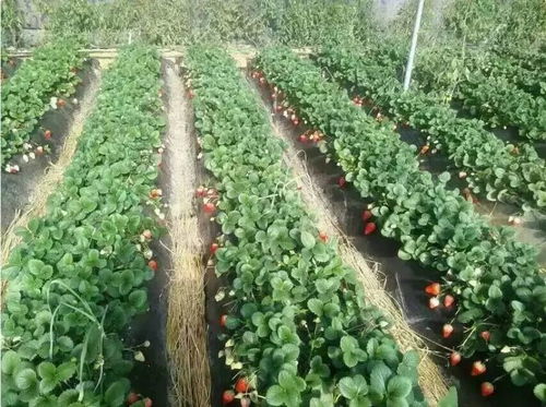 辽宁丹东草莓种植基地实景图