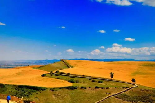 金色麦浪随风起伏的广阔农田