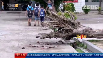 清华园突发悲剧！北语系主任骑行途中被树砸中不幸离世，目击者还原现场真相