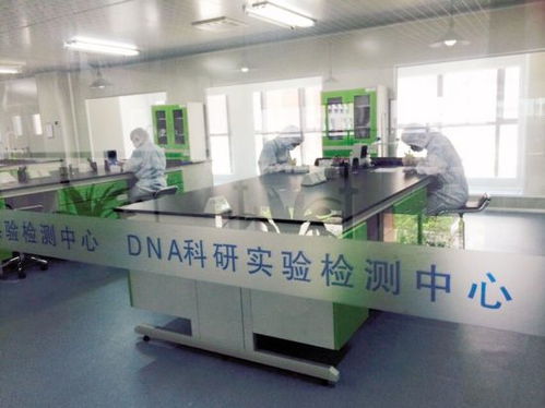 实验室中进行DNA检测