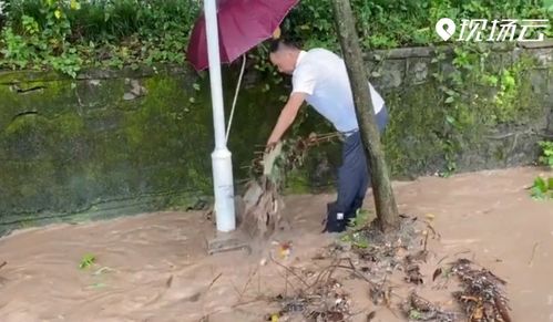 女教授被树砸身亡，校园安全“预防重于泰山”引发全民关注