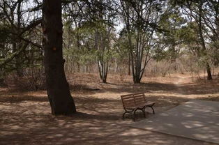 北大未名湖畔的校园风光