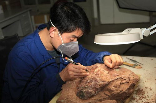 工地现场发现头骨