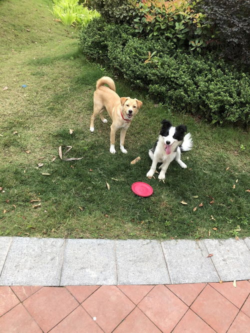 两只小狗在家玩耍