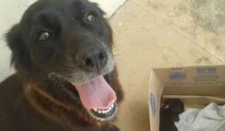 一只瘦弱的小狗在垃圾桶旁