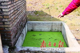 震惊！爱尔兰化粪池惊现近800幼童遗骨，背后真相令人不寒而栗