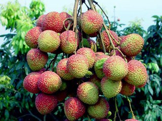 杨贵妃嘴里的那颗荔枝值多少钱？揭秘大唐“冷链物流”背后的惊人成本