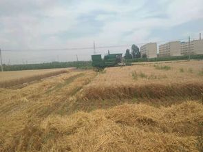 一看二数三称重四“统一” 解锁层层梯田上小麦的丰收密码｜我的田野故事