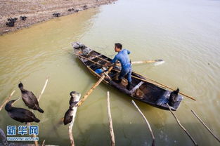 鸬鹚在湖面捕鱼场景
