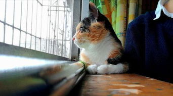 团团回国与主人重逢