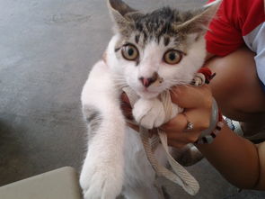 我那只被意外运到美国的小猫，现在怎么样了？