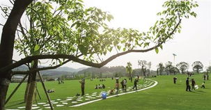 阳光下的公园小径