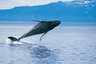 西湖百鱼跃出水面