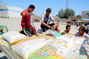 农民排队交售小麦