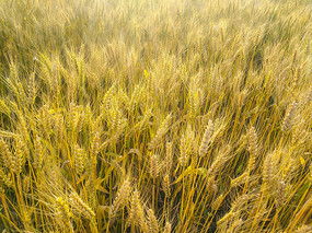 文化中国行迎夏至｜我在徽州麦田边，听见夏天的声音