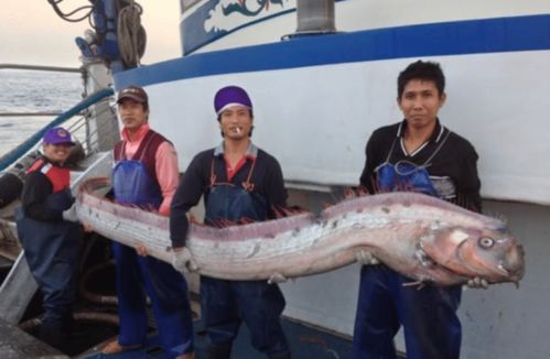 皇带鱼被称为地震鱼