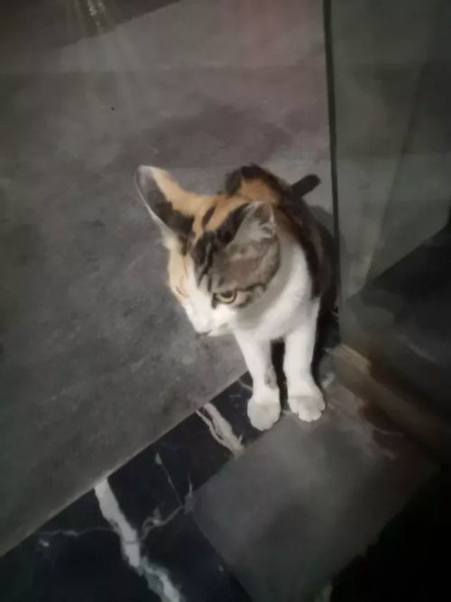 团团在美国宠物医院