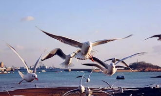 孩子与海鸥互动喂食场景