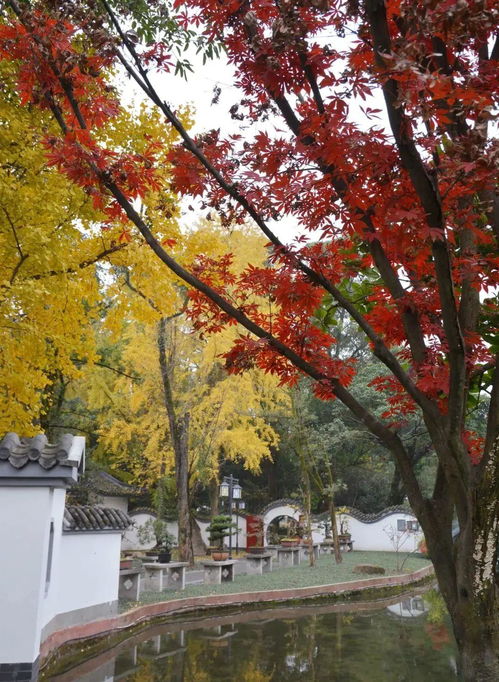 成都百花潭公园事件真相：警方辟谣背后的舆论风暴