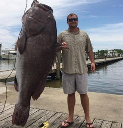 石斑鱼被钓上岸后的照片