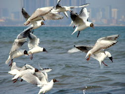 海边飞翔的海鸥群