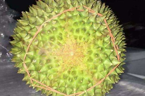 切开的金枕头榴莲果肉饱满