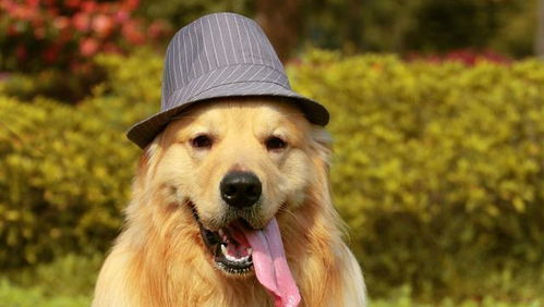 老人与金毛犬坐在长椅上聊天