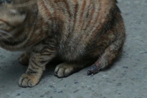 大学生虐猫事件频发，我们该如何看待与处理？