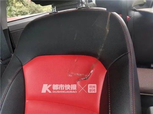 天降赤链蛇吓坏我！小车行驶途中突遇惊魂一刻