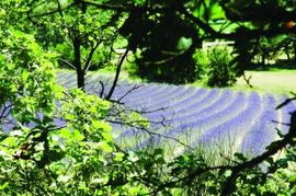 山间小道两旁是茂密的树木