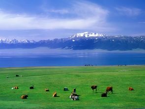 亲眼目睹！新疆赛里木湖游客飙车毁草皮，景区发声：不可逆的伤害