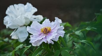 博主正在认养太空牡丹苗