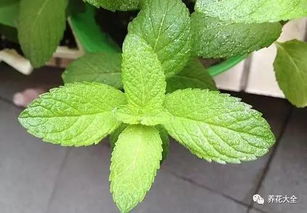 薄荷绿限量版Labubu