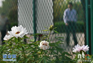 洛阳国际牡丹园的太空牡丹盛开