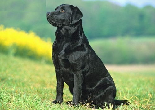 三只黑色小狗在草地上奔跑