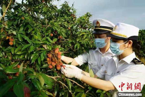 广西灵山荔枝丰收运输场景