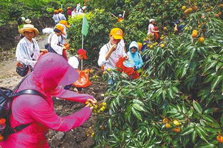游客在荔枝园采摘